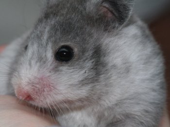 Nogmaals een Syrische hamster, schimmel