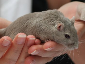 Een Mongoolse gerbil