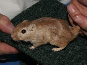 Mongoolse gerbil, wildkleur, de keurmeester blaast in de vacht om te kijken of de onderkleur goed is