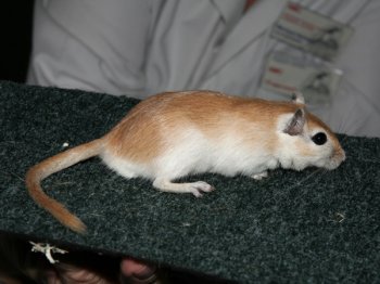 Mongoolse gerbil, kleur Algerijn