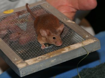 Kleurmuis, kleur Cinnamon Agouti