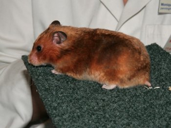 Syrische Hamster, kleur Goud Satijn. Hij heeft wat donkere vlekken. De keurmeester vermoedde dat er ook Mahonie ingefokt was.