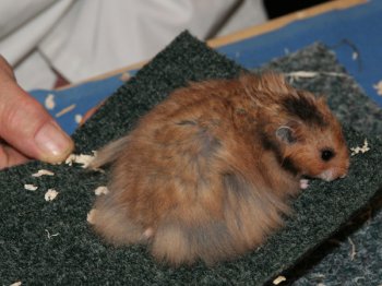 Syrische hamster, Goud langhaar