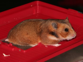 Een Syrische hamster, kleur Goud