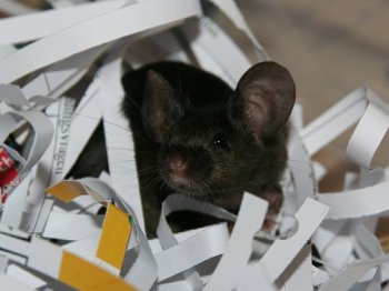 Een verlegen muis