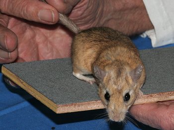 Er waren prachtige gerbils aanwezig!