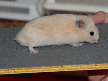 Jonge Syrische hamster, kleur Cr�me