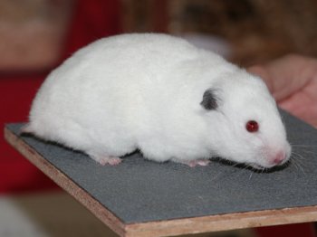 Een mooie Syrische hamster, Wit roodoog