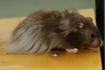 Chocola langhaar, deel lange haren zijn niet meer aanwezig