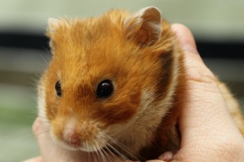 Een roest heeft bruine ogen