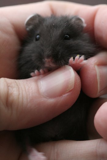 Lief zwartje