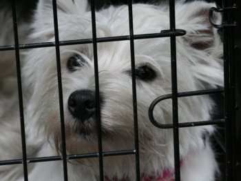 Hondje van Gabrille