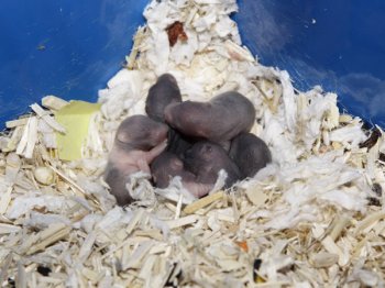 Nieuw nestje met blauwe Syren
