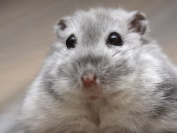 Vrouwtje die niet samen met een mannetje wilde leven