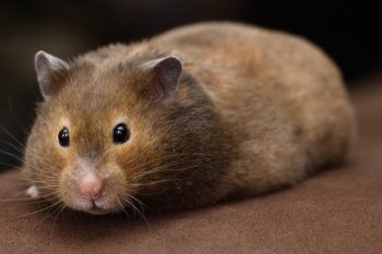 Beertje, super lieve hamster