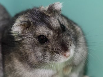 Engelse Russen hebben een wat stugger haar