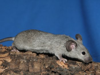 Zilver agouti