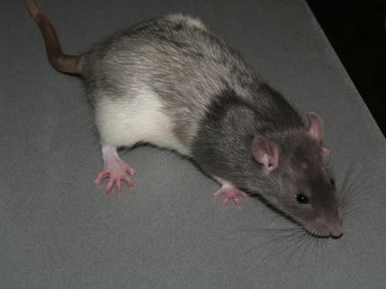 Een vreemde driekleurige rat, fokker Ren� Bastiaans