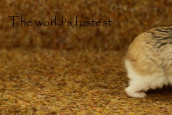 Foto 2012-Robbies/20120429-fastest.jpg