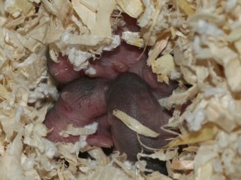 Dag 4: Het nestje, aan n van de jongen is te zien dat moederhamster ze ruw heeft gewassen. Ook zijn de tandjes zichtbaar.