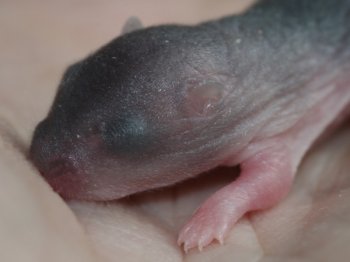 Dag 4: De oren zijn verder ontwikkeld en de nageltjes zijn langer geworden.