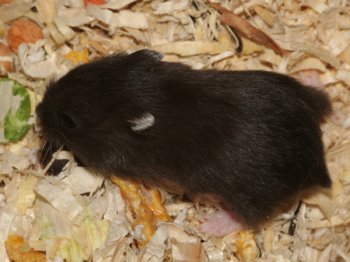 Dag 15: Ze lopen door de kooi om voedsel te zoeken.