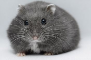 Gemaakt met fotostudio van 40 euro