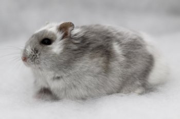 Blauw-wildkleur komt uit wintervacht