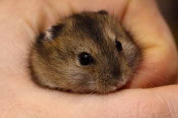 Een koppel gaf jongen met kringetjes rondom hun ogen, niet 1 keer, in elk nest zaten een paar