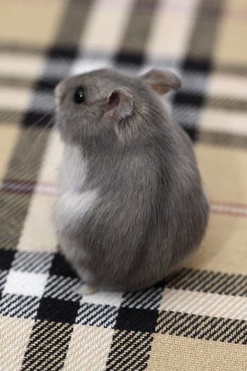 Zelfde hamster, nu bijgekleurd