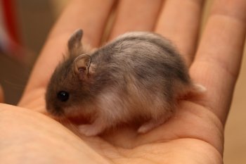 Zelfde hamster, witte haren. Ik denk ondervoeding. Witte haren trokken later geheel weg.