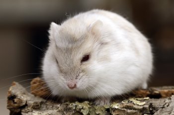 Foto 2018-Wowfotos/20181104-kuifje03.jpg