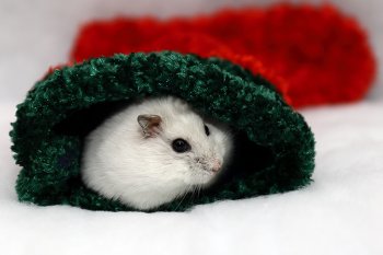 Foto 2018-Wowfotos/20181228-Kerst01.jpg