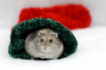 Foto 2018-Wowfotos/20181228-Kerst02.jpg