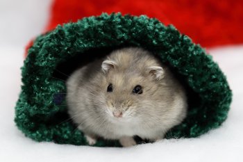 Foto 2018-Wowfotos/20181228-Kerst03.jpg