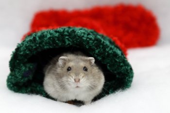 Foto 2018-Wowfotos/20181228-Kerst04.jpg