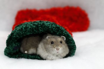 Foto 2018-Wowfotos/20181228-Kerst05.jpg