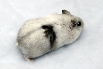 Foto 2018-Wowfotos/20181228-Pearl-met-vlek-foutjevandenatuur02.jpg