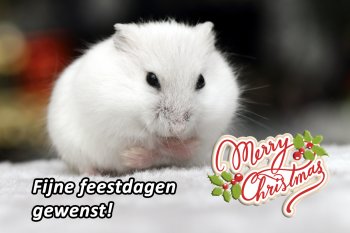 Foto 2020-Wowfotos/20201220-Kerstkaart.jpg