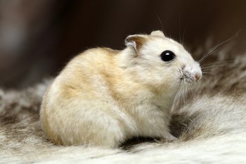 Foto 2021-Wowfotos/20210116-MandarijnDragerZwart-JeZietHetNiet3.jpg