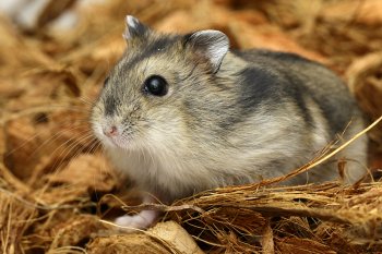 Foto 2021-Wowfotos/20210502-hamster-hout01.jpg