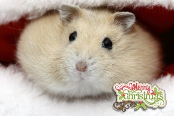 Foto 2021-Wowfotos/20211221-Kerstfoto-hamster-kaus.jpg