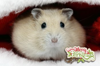 Foto 2021-Wowfotos/20211221-Kerstfoto-hamster-kerstsok.jpg