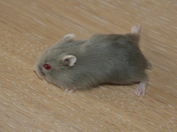 Lilac roodoog is op jonge leeftijd donkerder