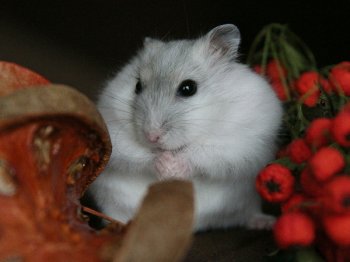 Foto's gemaakt t.b.v. fotowedstrijd oktober DeHamster.nl