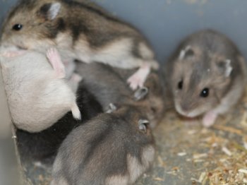 Eerste nest zwart die via Marktplaats gekocht is