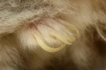 Foto Russen-Vastleggingen/20170702-te-lange-nagels.jpg