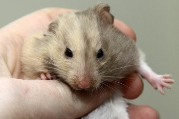 Foto SyrischeHamsters2015/20151205-driekleur-gezicht.jpg