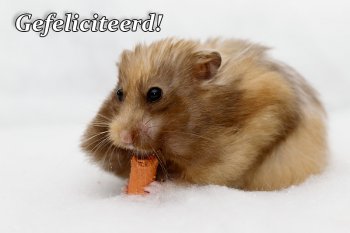 Foto SyrischeHamsters2015/20151221-Gefeliciteerd.jpg