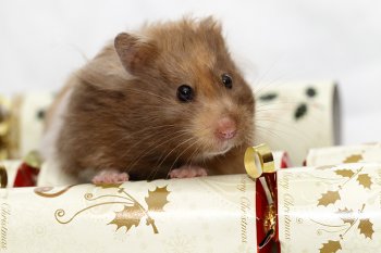 Foto SyrischeHamsters2015/20151231-firecracker-hamster.jpg